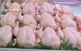 أونسا يوجه توصيات بسبب لحوم الدجاج