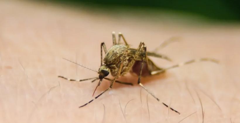 Europe records more than 1,000 locally acquired West Nile virus cases