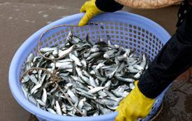Sardines au Maroc : le virus détecté en Afrique du Sud ravive les inquiétudes des scientifiques