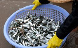 Sardines au Maroc : le virus détecté en Afrique du Sud ravive les inquiétudes des scientifiques
