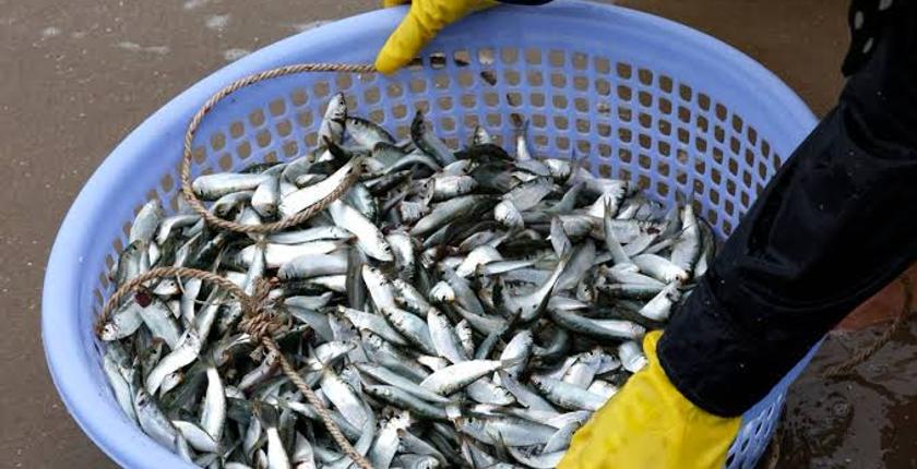 Sardines au Maroc : le virus détecté en Afrique du Sud ravive les inquiétudes des scientifiques