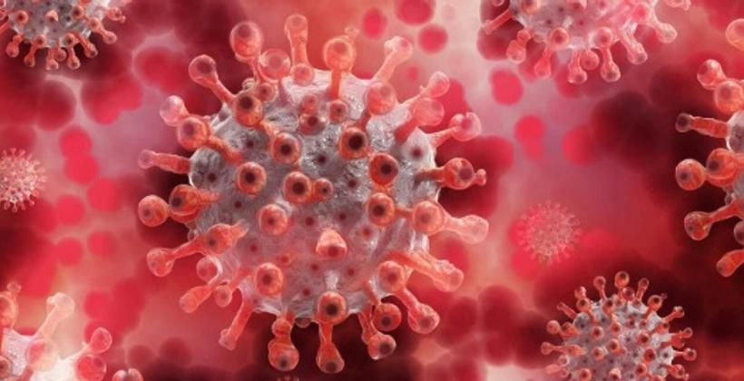Mittelalterliche Manuskripte ermöglichen die Rückverfolgung von über 3.700 Jahren der Geschichte eines Virus bei Schafen