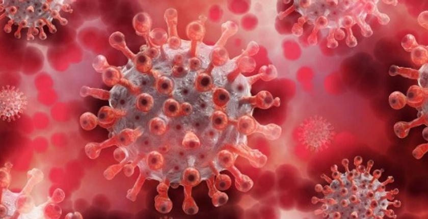 Des manuscrits médiévaux permettent de retracer plus de 3 700 ans d’histoire d’un virus chez les moutons