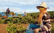 Agriculture marocaine : la production augmente, mais les ouvriers se font rares