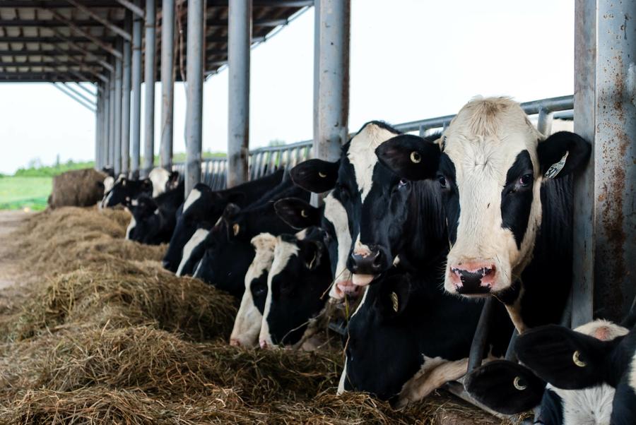Oulmès : lancement des Écoles aux champs pour la filière bovine locale