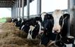 Oulmès : lancement des Écoles aux champs pour la filière bovine locale