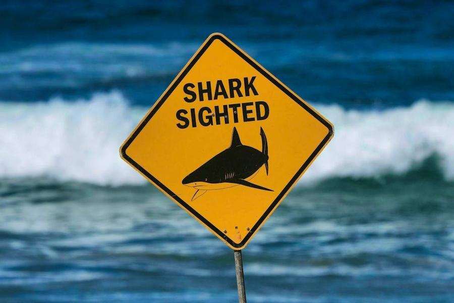 Teenager critically injured in shark attack in Sydney Harbor