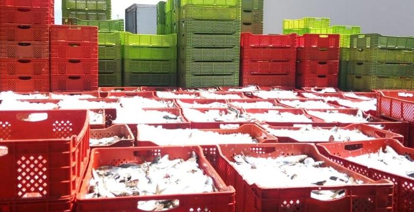 صناديق جديدة تنهي احتكار شحن الأسماك