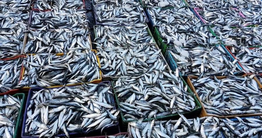 Marché du poisson sous tension : l’Observatoire dénonce une flambée anormale des prix de la sardine