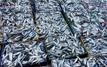 Marché du poisson sous tension : l’Observatoire dénonce une flambée anormale des prix de la sardine