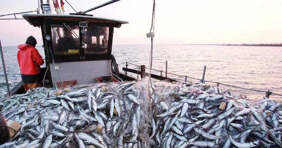 Sardines marocaines : Bruxelles alerte sur une dépendance croissante de l’industrie européenne