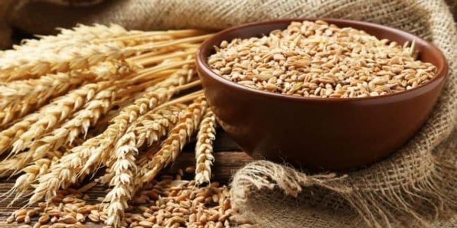 Céréales : le Maroc s’impose comme premier marché du blé tendre européen
