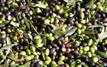 Huile d’olive : une abondance qui se heurte à la pénurie de bras