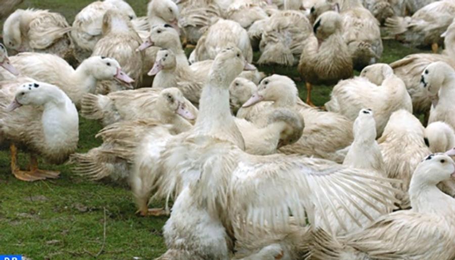 France confirms first avian influenza outbreak in the Somme