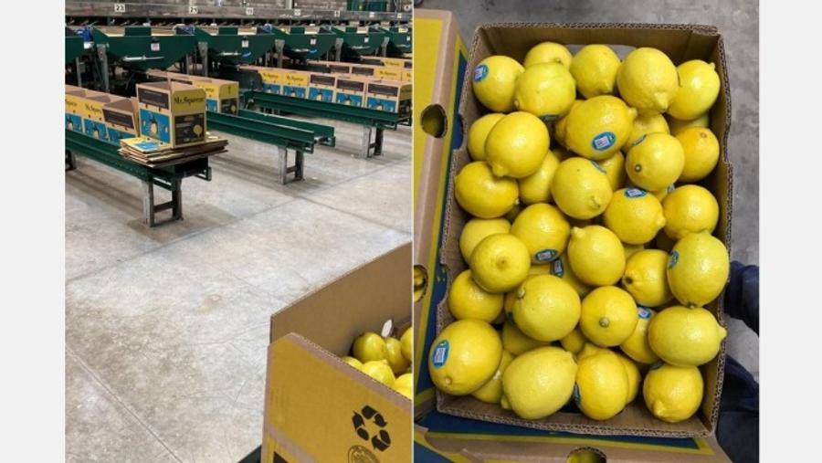 Le Maroc parmi les principaux fournisseurs de citrus à Saint-Pétersbourg en 2025