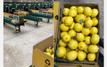 Le Maroc parmi les principaux fournisseurs de citrus à Saint-Pétersbourg en 2025