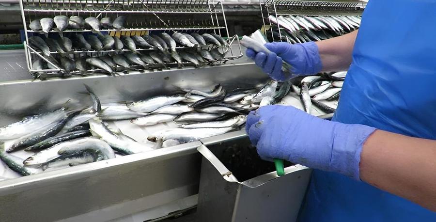 Sardine marocaine : l’Espagne s’indigne face au gel des exportations vers l’UE et au maintien de la flotte russe
