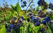 Myrtilles : le nord du Maroc tire la filière des fruits rouges vers le haut