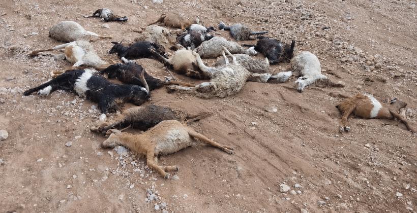 نفوق 100 رأس من الأغنام بسبب الفيضانات بجرسيف