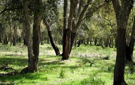 Forêts au Maroc : Ifrane accueille un atelier méditerranéen dédié à la préservation des ressources génétiques
