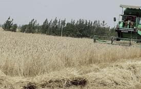 Le Maroc veut porter la part des semences nationales à 50 % pour renforcer sa souveraineté alimentaire