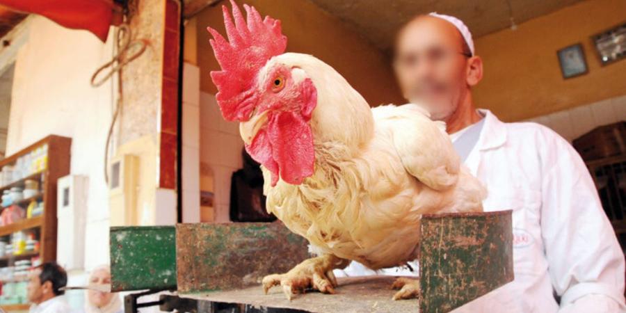 Le prix du poulet atteint 24 dirhams le kilo à Casablanca