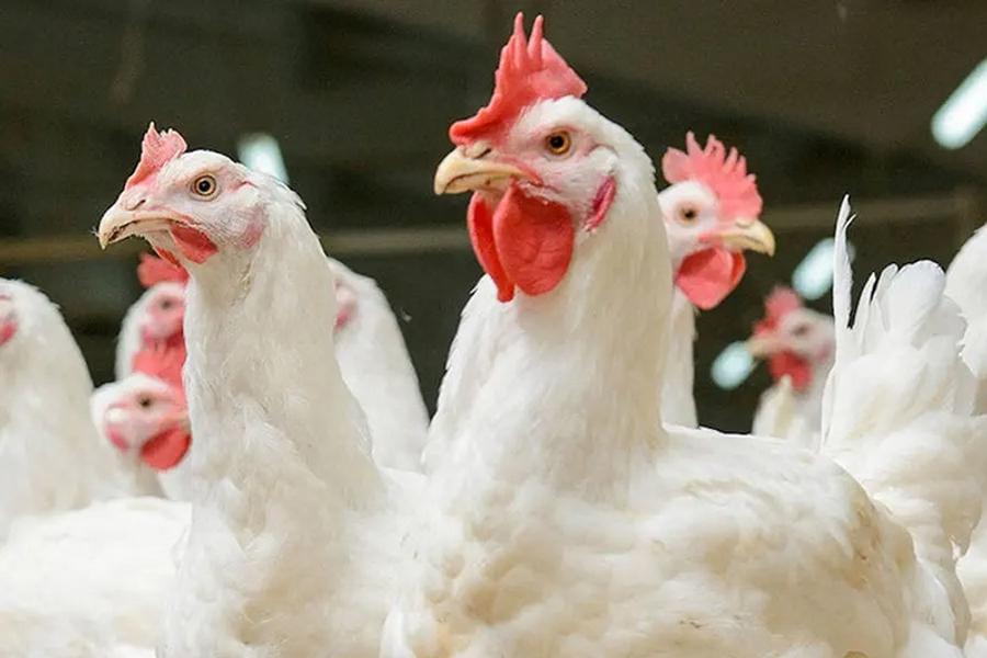 Casablanca Chicken Prices Reach 24 Dirhams per Kilogram as Consumers Voice Concerns
