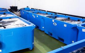 Cala Iris : une station de purification des coquillages renforce l’économie bleue au Maroc