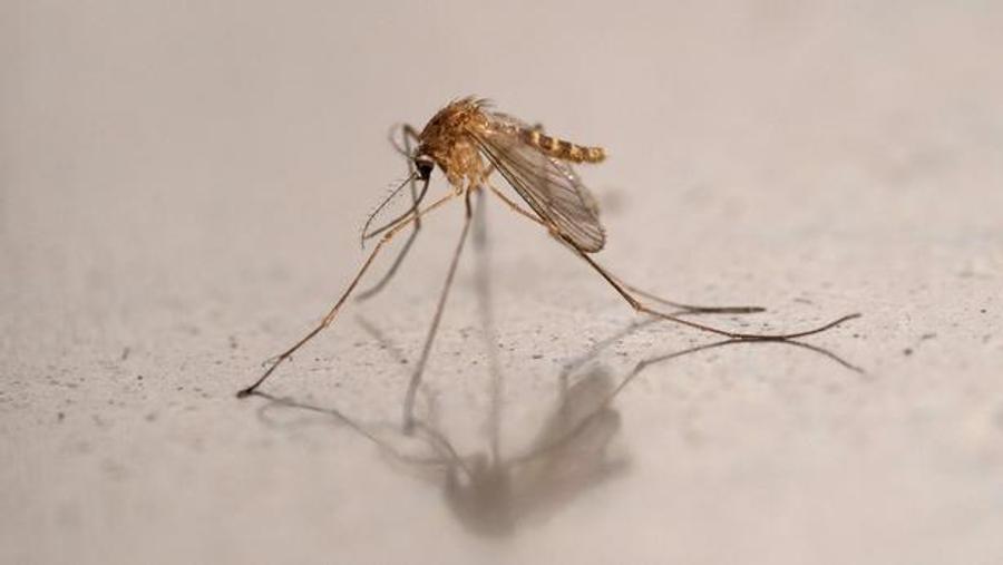 Virus du Nil occidental : trois décès recensés en Île-de-France