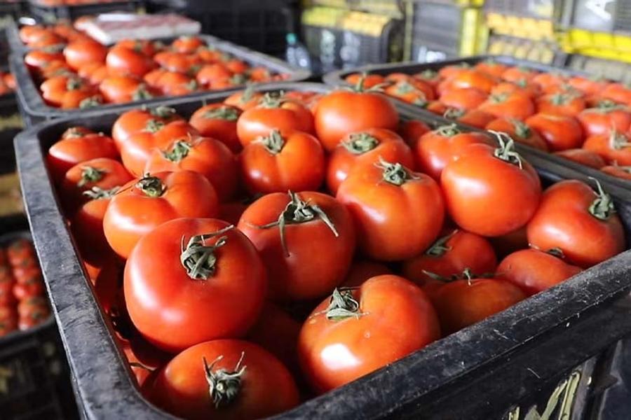 الطماطم المغربية تغضب المنتجين الإسبان مجددا