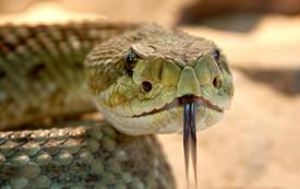 Inde : un serpent des sables réapparaît dans le Kutch après 150 ans