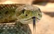 Inde : un serpent des sables réapparaît dans le Kutch après 150 ans