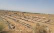 À Zagora, la culture de la pastèque ravive le débat sur l’avenir des oasis