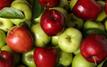 Pommes : la production marocaine devrait atteindre un million de tonnes en 2026
