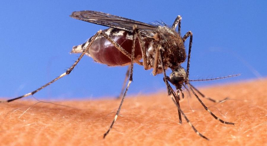 Italy reports 754 confirmed West Nile virus cases and 57 deaths