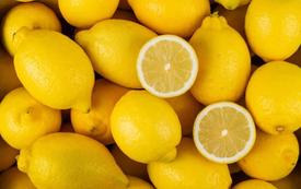 Citrons : le Maroc décuple ses exportations vers l’Espagne pour compenser le recul de la production