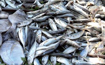 Port de Laâyoune : les débarquements de pêche progressent de 41 % à fin septembre 2026