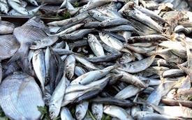 Port de Laâyoune : les débarquements de pêche progressent de 41 % à fin septembre 2026