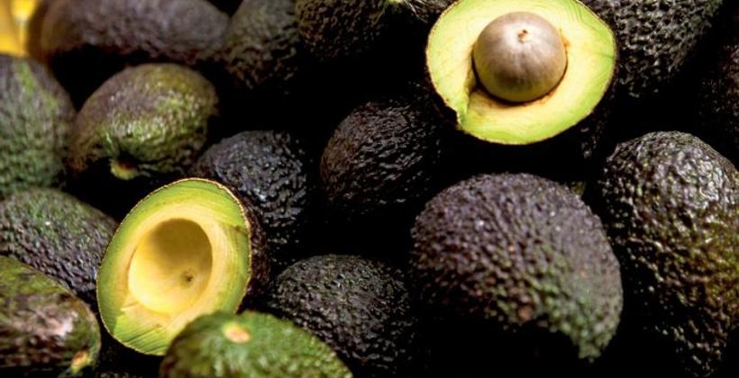 الأفوكا المغربية تبدأ موسم التصدير وسط مؤشرات إيجابية