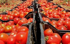 Prix des tomates au Maroc : le kilo atteint 9 dirhams à Casablanca, les consommateurs protestent