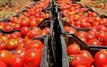 Prix des tomates au Maroc : le kilo atteint 9 dirhams à Casablanca, les consommateurs protestent