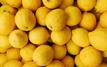 Moroccan lemons fill Spain’s supply gap as domestic harvest falls short