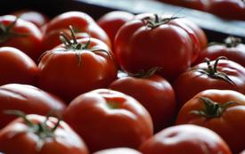 Tomato Prices Surge in Casablanca Markets, Raising Concerns Over Consumers’ Purchasing Power