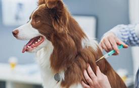 Plus de 11 000 chiens et chats vaccinés gratuitement contre la rage au Maroc