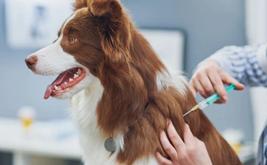 Plus de 11 000 chiens et chats vaccinés gratuitement contre la rage au Maroc
