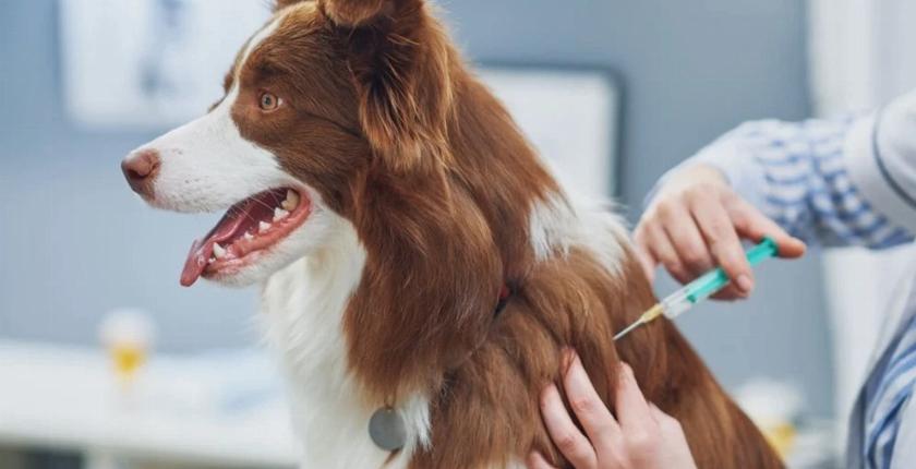 Plus de 11 000 chiens et chats vaccinés gratuitement contre la rage au Maroc