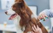 Plus de 11 000 chiens et chats vaccinés gratuitement contre la rage au Maroc