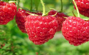 Framboise : la nouvelle campagne marocaine démarre sous le signe d’un optimisme prudent