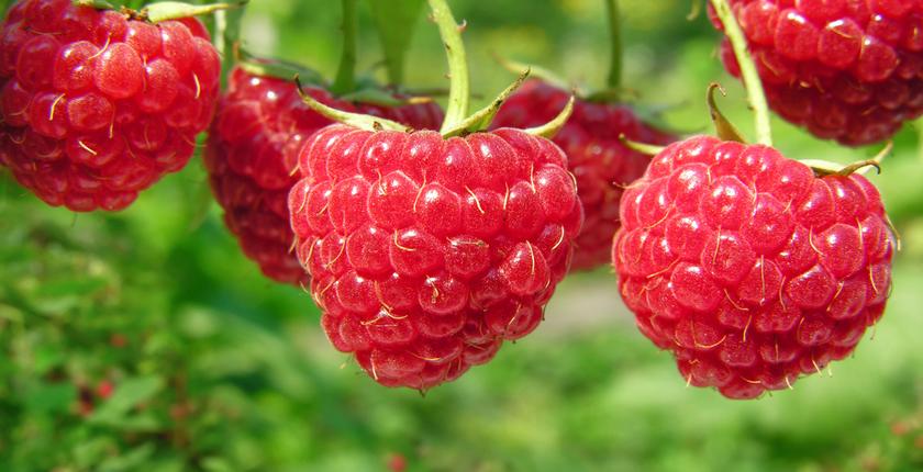 Framboise : la nouvelle campagne marocaine démarre sous le signe d’un optimisme prudent