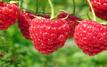 Framboise : la nouvelle campagne marocaine démarre sous le signe d’un optimisme prudent